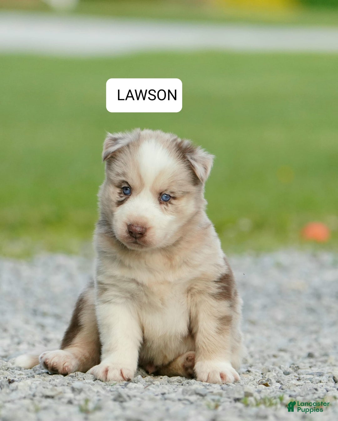 Gerberian Shepsky dogs for sale: Max - Image 2