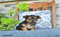 Yorkshire Terrier dogs for sale: Remi - Image 2