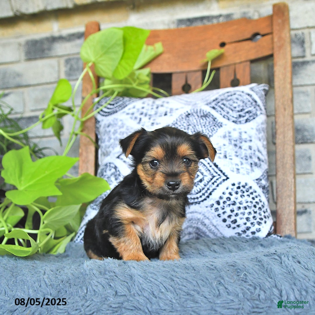 Yorkshire Terrier dogs for sale: Remi - Image 2