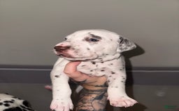 Dalmatian dogs for sale: Zay Howlers - Image 2