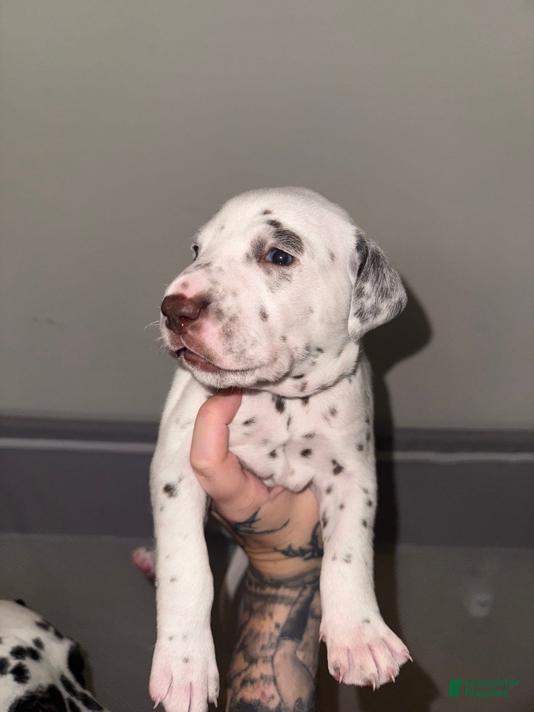 Dalmatian dogs for sale: Zay Howlers - Image 2