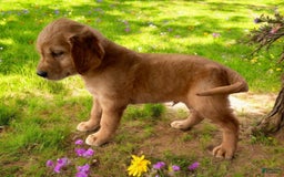 Golden Retriever dogs for sale: Rufus - Image 15