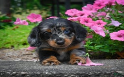 Miniature Dachshund dogs for sale: Scarlet - Image 6