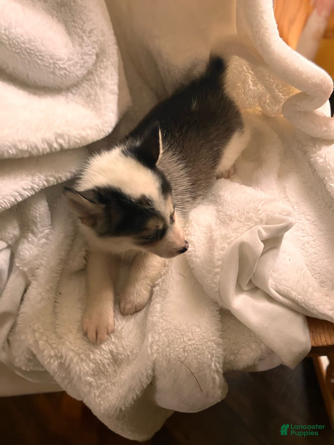 Pomsky dogs for sale: Sweet Rain - Image 2