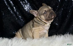 French Bulldog dogs for sale: Almond - Image 9