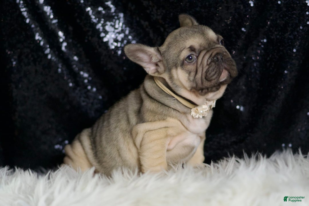 French Bulldog dogs for sale: Almond - Image 9