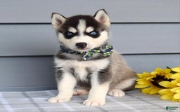Siberian Husky dogs for sale: Conner - Image 10