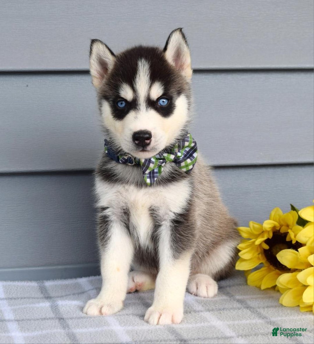 Siberian Husky dogs for sale: Conner - Image 10
