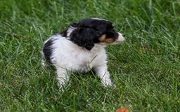 Chihuahua dogs for sale: Nova - Image 7
