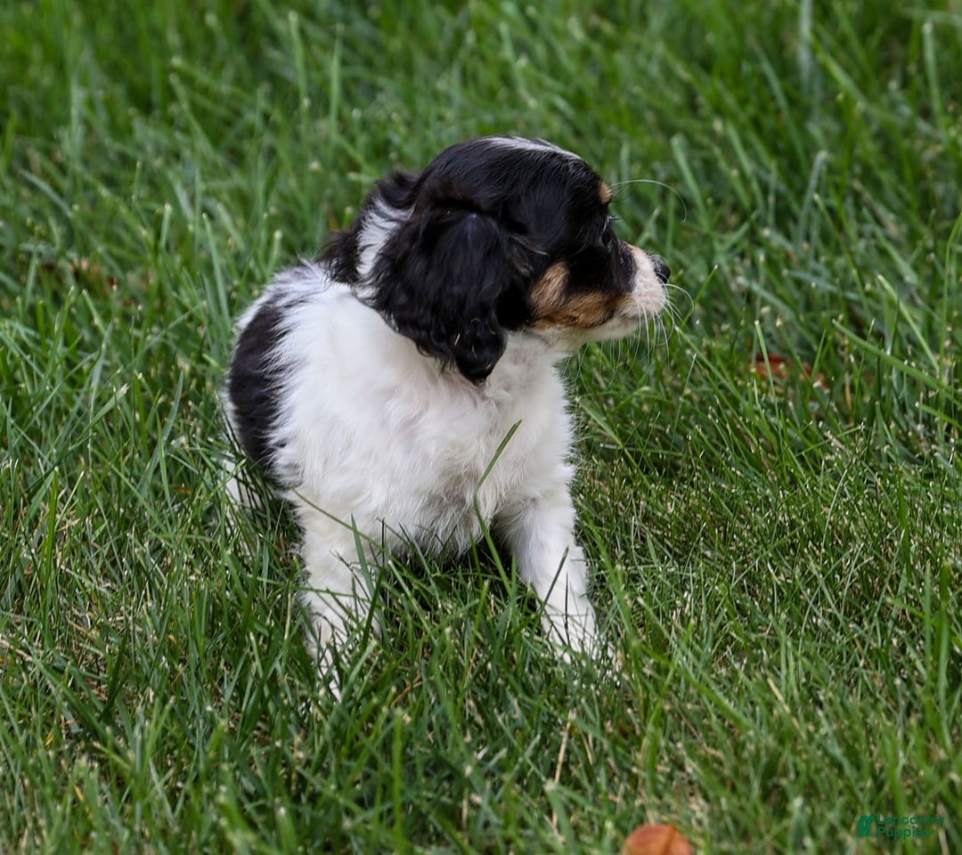 Chihuahua dogs for sale: Nova - Image 7