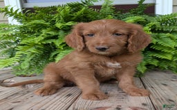 Goldendoodle dogs for sale: Ellie - Image 3
