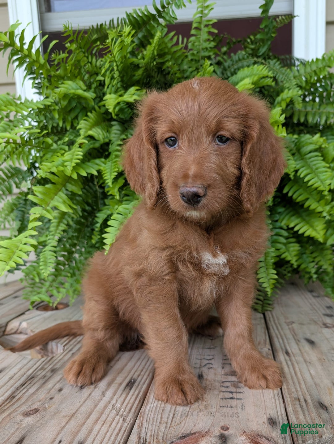 Goldendoodle dogs for sale: Ellie - Image 3