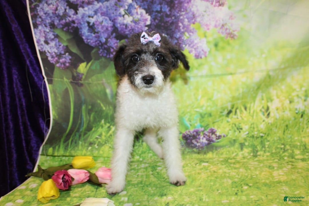  dogs for sale: Lacey - Image 7