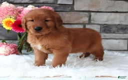 Golden Retriever dogs for sale: Chester - Image 5