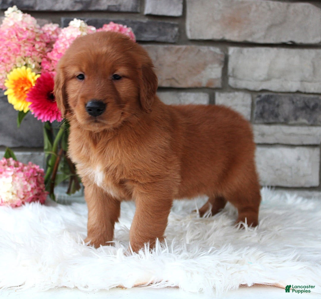 Golden Retriever dogs for sale: Chester - Image 5