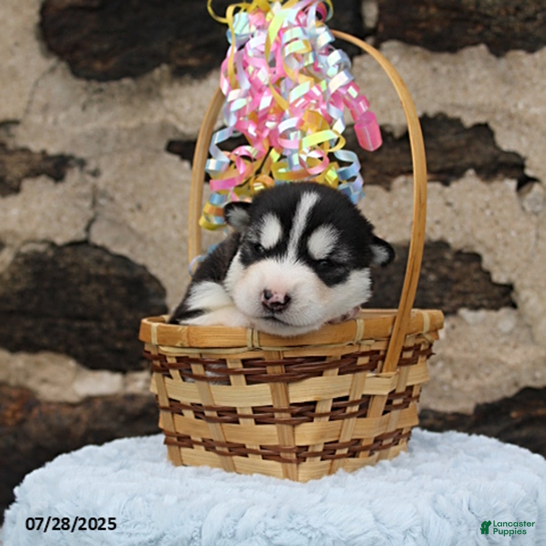 Alaskan Malamute dogs for sale: Luna - Image 6