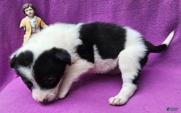 Border Collie dogs for sale: Fasti - Image 24