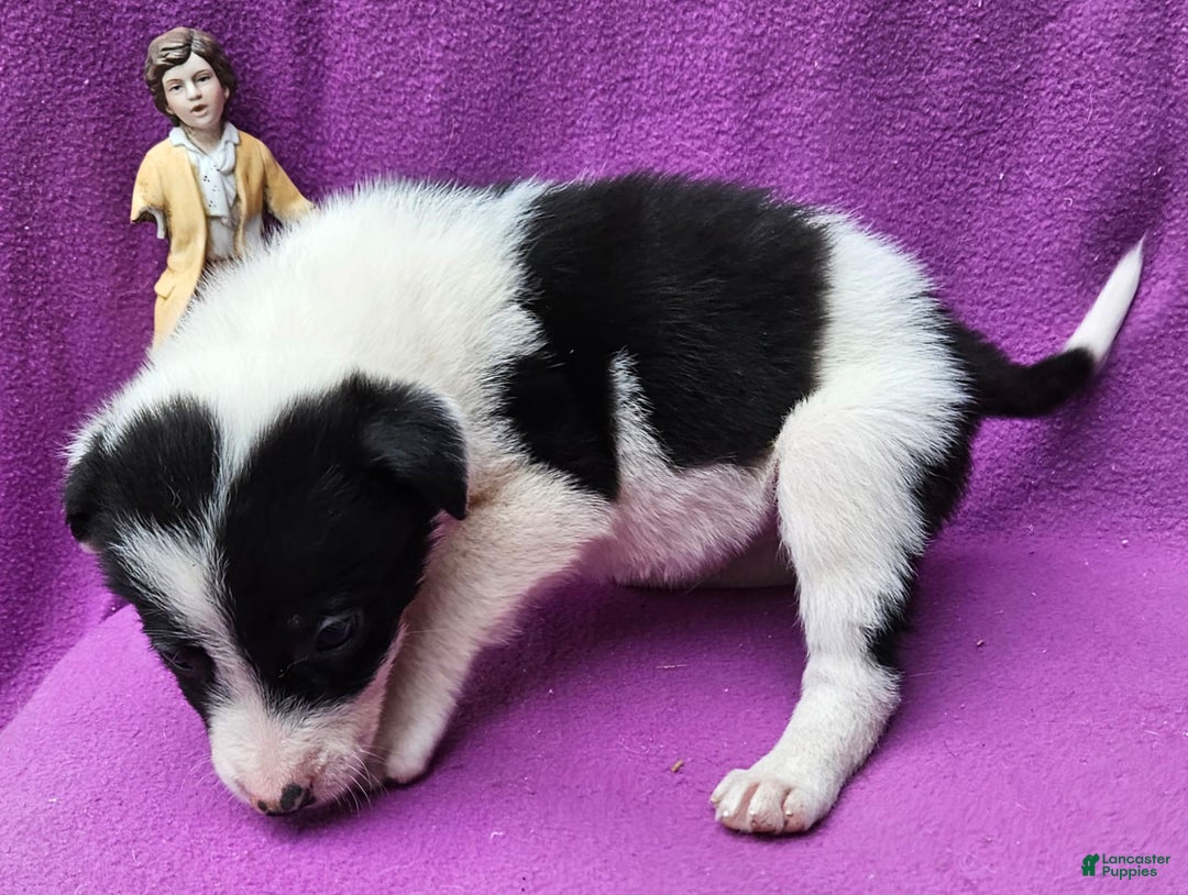 Border Collie dogs for sale: Fasti - Image 24