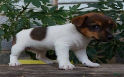 Jack Russell Terrier dogs for sale: Kaylee - Image 5