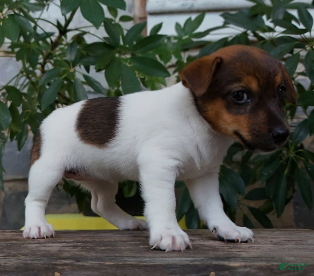 Jack Russell Terrier dogs for sale: Kaylee - Image 5