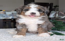Mini Bernedoodle dogs for sale: Allie - Image 13