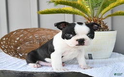 Boston Terrier dogs for sale: Checkers - Image 3