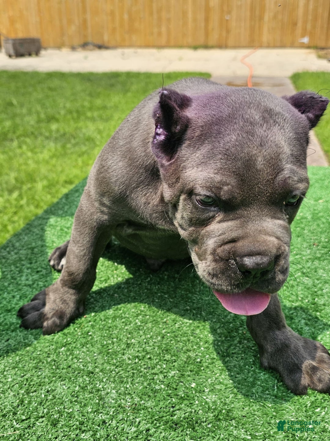 Cane Corso dogs for sale: Dream - Image 7