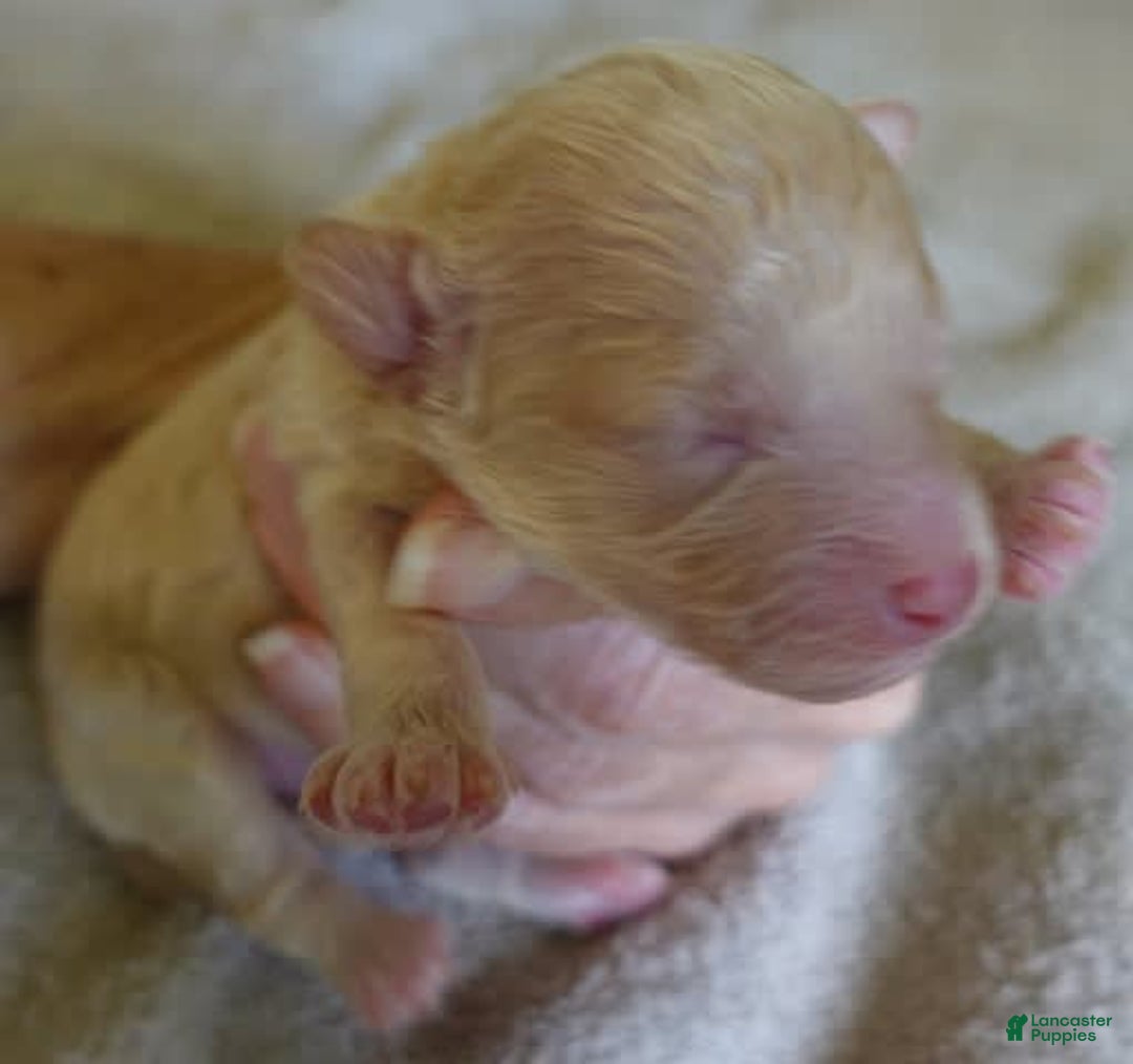 Toy Poodle dogs for sale: Zylo - Image 12