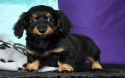 Miniature Dachshund dogs for sale: Daisy - Image 2