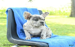 French Bulldog dogs for sale: Jemma - Image 2