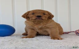 Golden Retriever dogs for sale: Parker - Image 4