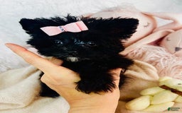 Morkie dogs for sale: Denise - Image 2