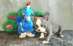 Boston Terrier dogs for sale: Marty - Image 4