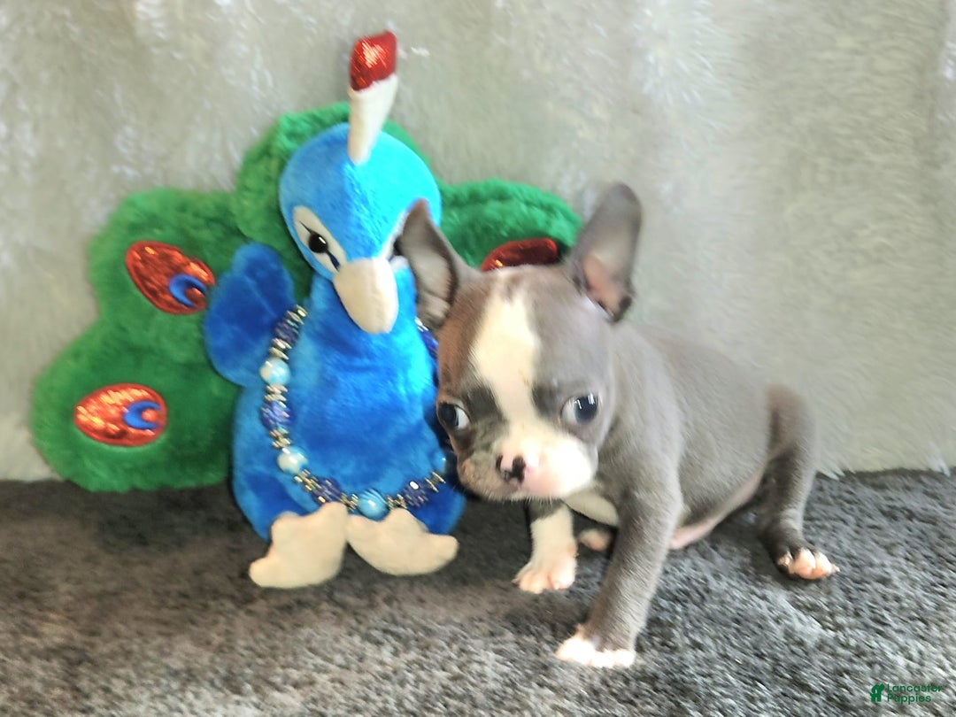 Boston Terrier dogs for sale: Marty - Image 4