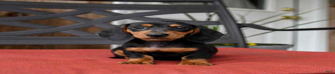 Archie