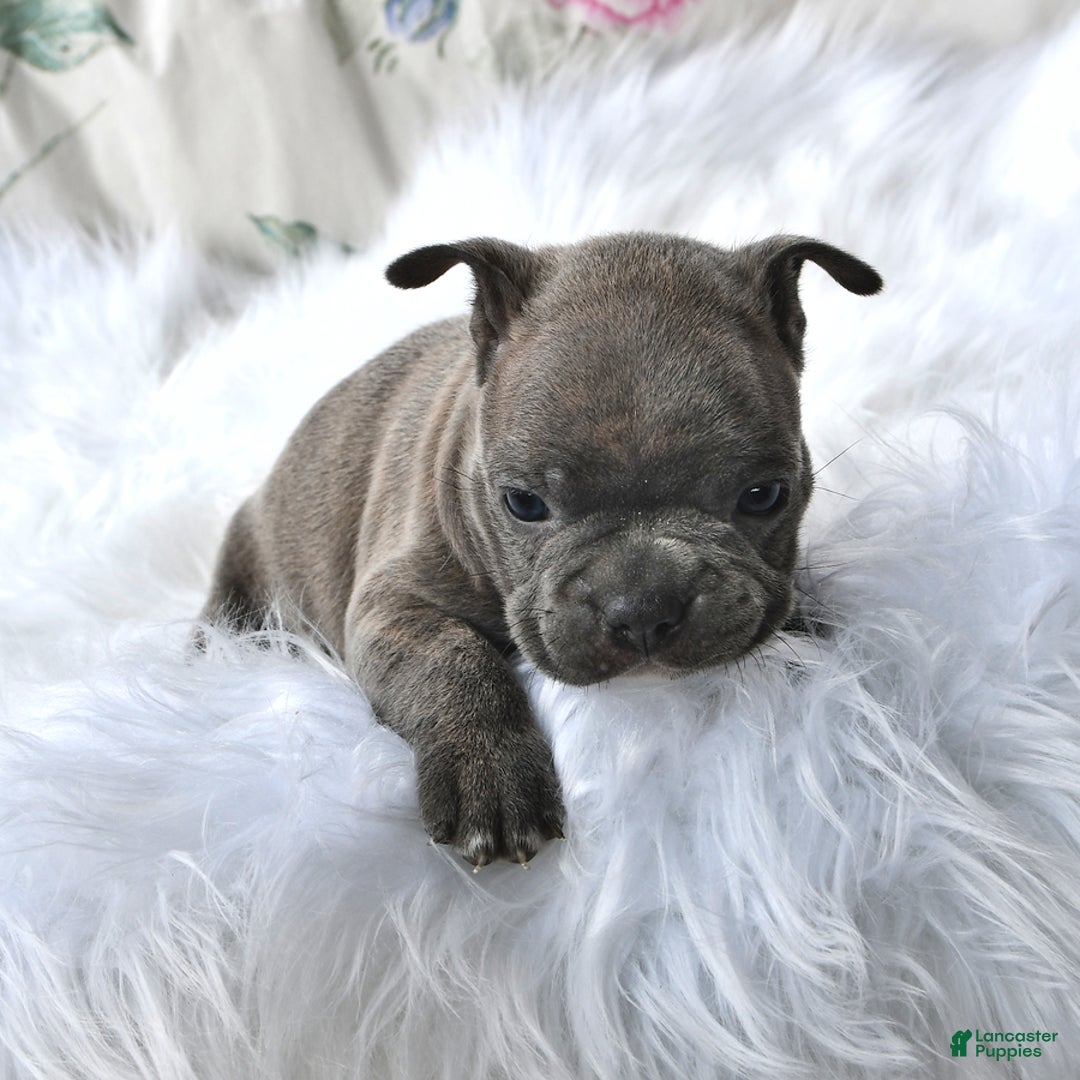 Frenchton dogs for sale: Gus - Image 14