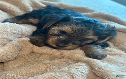 Yorkshire Terrier dogs for sale: Stella - Image 4