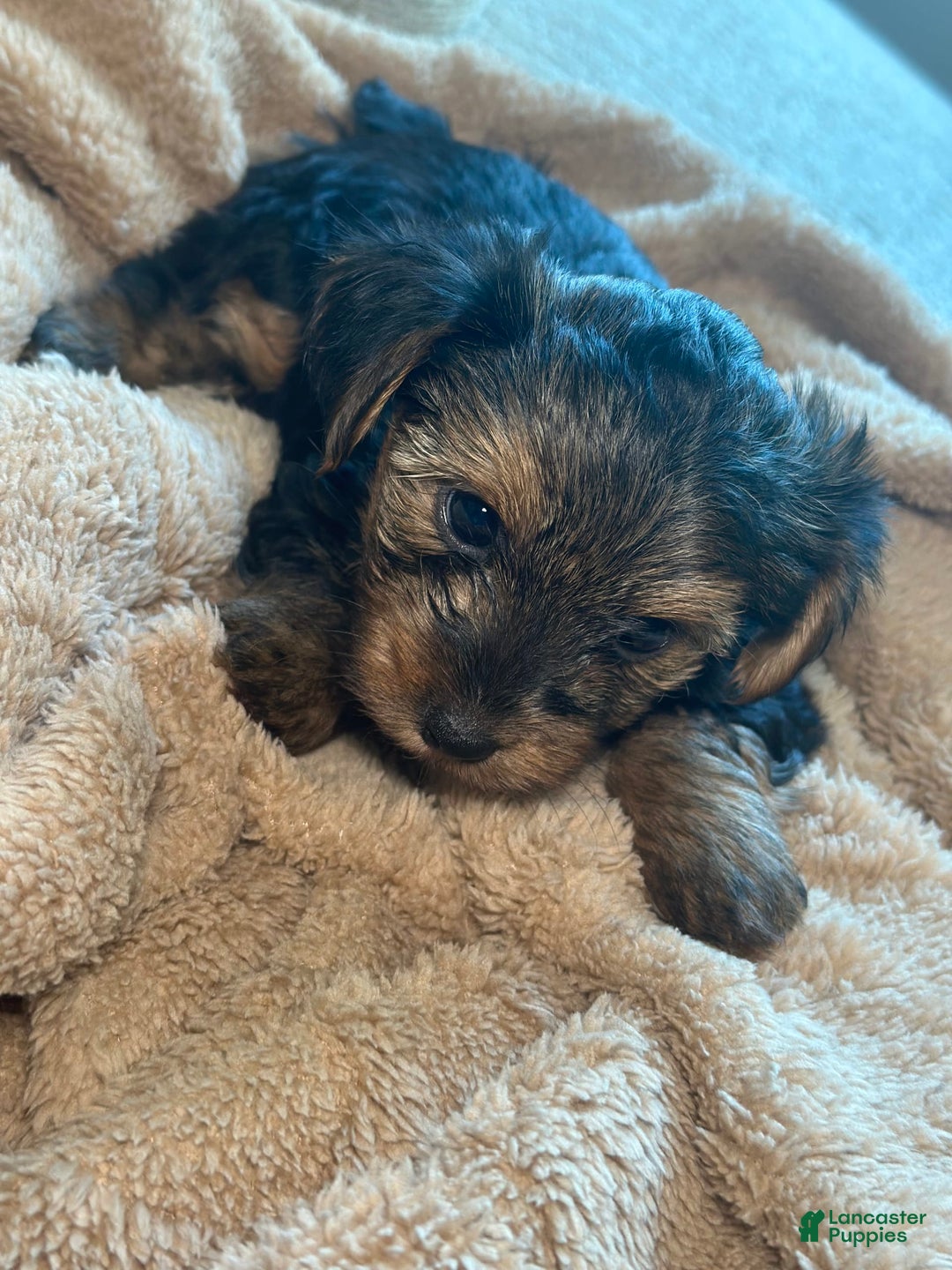 Yorkshire Terrier dogs for sale: Stella - Image 4
