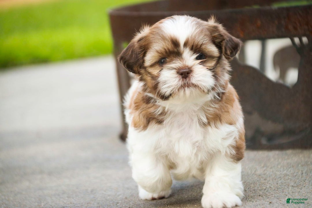 Shih Tzu dogs for sale: Shih Tzu 4 puppies - Image 29