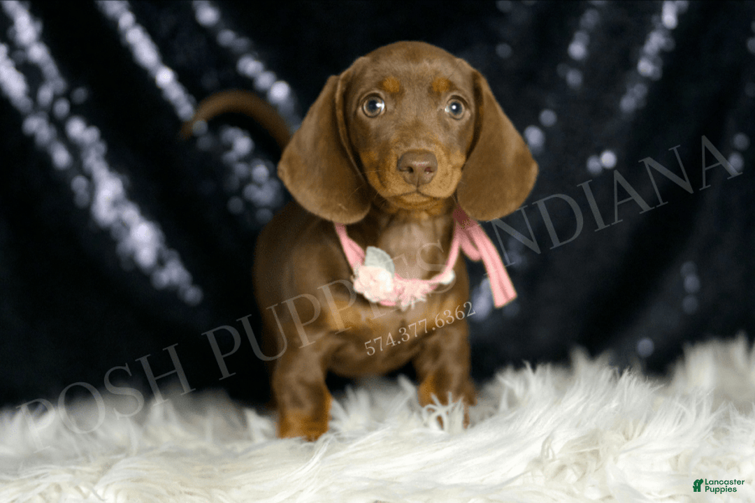 Miniature Dachshund dogs for sale: Shaylee - Image 2