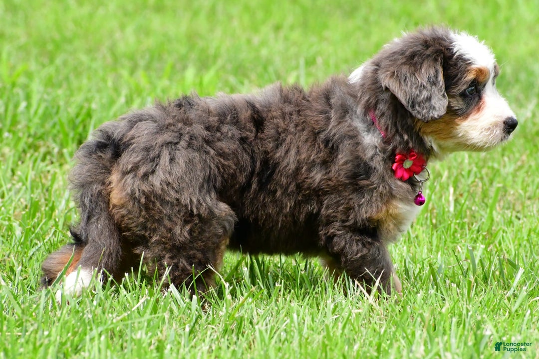 Mini Bernedoodle dogs for sale: Jade - Image 13