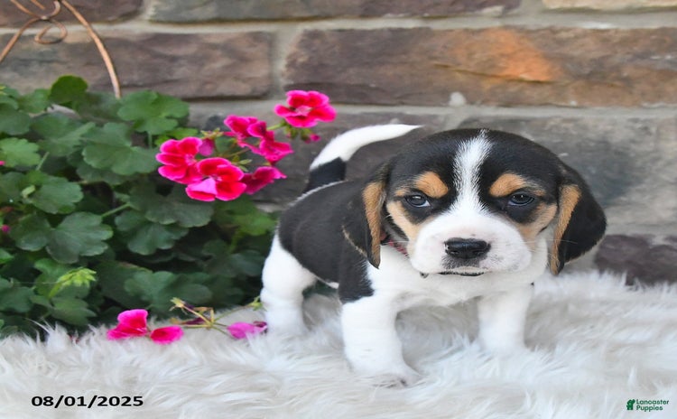 Beagle dogs for sale - Ad 4