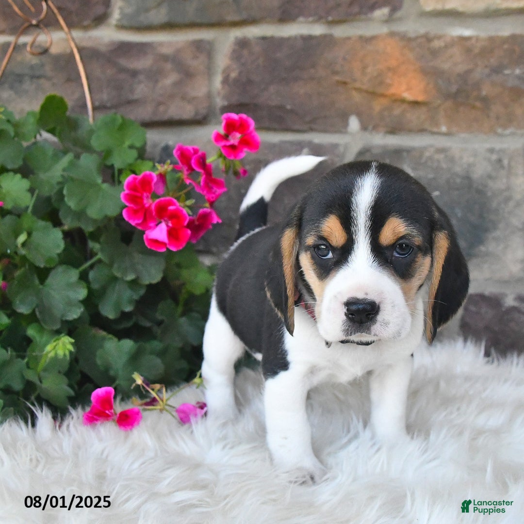 Beagle dogs for sale: Tilly - Image 1