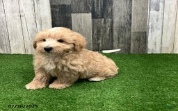 Maltipoo dogs for sale: Mickey - Image 3