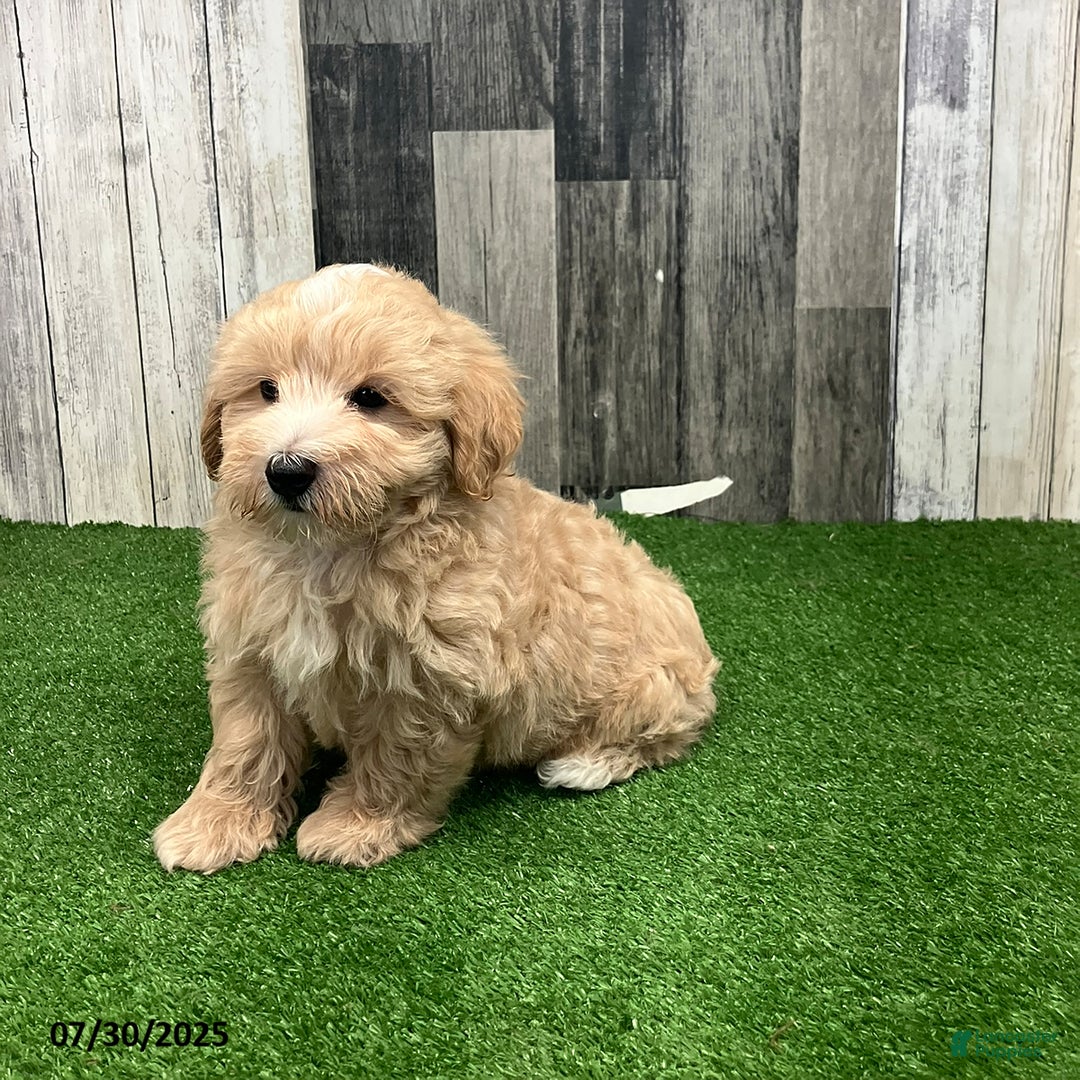 Maltipoo dogs for sale: Mickey - Image 3