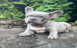 French Bulldog dogs for sale: Geno - Image 1