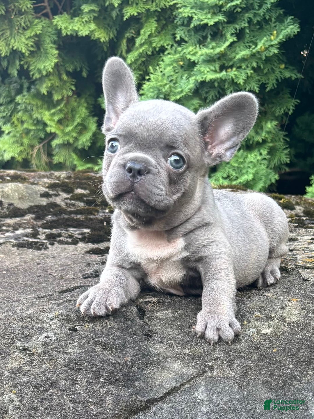 French Bulldog dogs for sale: Geno - Image 1