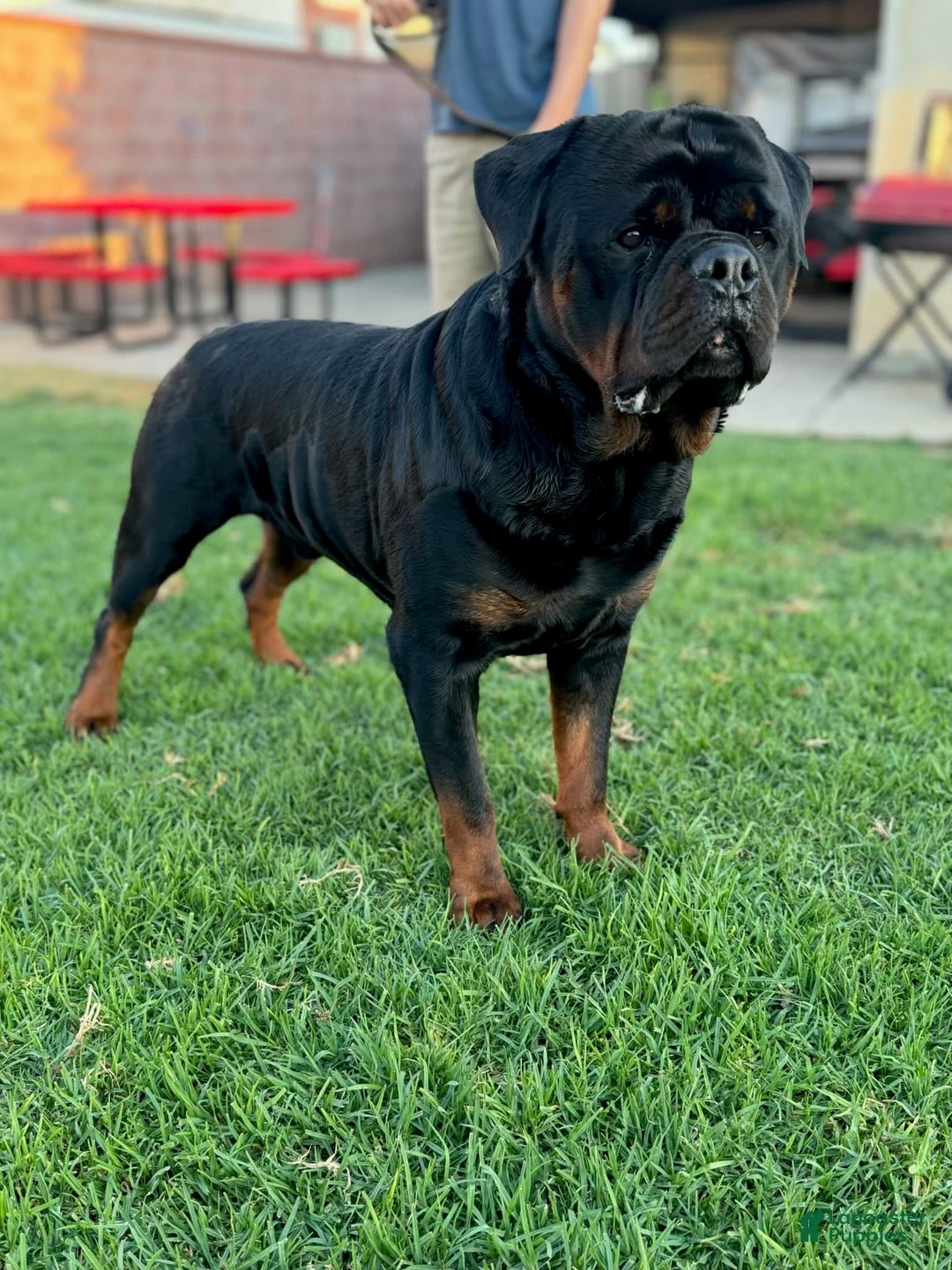 Rottweiler dogs for sale: Tyson - Image 2