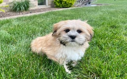 Lhasa Apso dogs for sale: Simba - Image 4