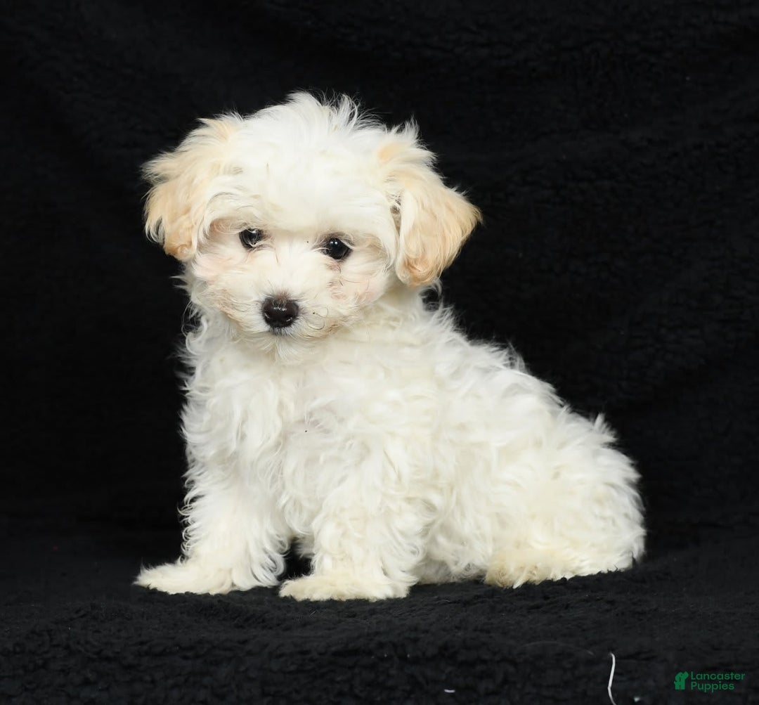 Maltipoo dogs for sale: Cody - Image 7